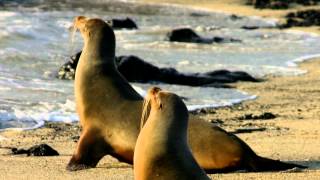 Sea lions pictures and sounds [upl. by Timon]