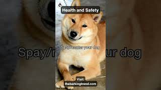 SpayNeuter Your Dog Prevent Overpopulation [upl. by Siulesoj]