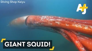 Rare Giant Squid Over 12 Feet Long Captured On Camera [upl. by Anirak]