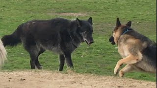 A Huge Wolfdog Scares a German Shepherd [upl. by Anib]