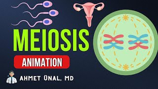 🎬 MEIOSIS ANIMATION  PHASES CELL DIVISION  MEDICAL GENETICS CELL BIOLOGY [upl. by Cherianne759]