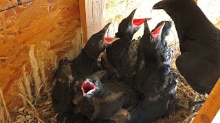 Raven nest with 5 young in our Horse barn in Wyoming [upl. by Sirkin323]