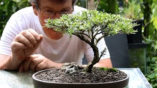 Five tips for starting into bonsai [upl. by Loni541]