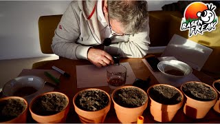 GRÄSER produzieren FRÜCHTE SPELZFRÜCHTE der Lolium perenne Agrostis capillaris und Festuca rubra [upl. by Rizika270]