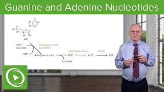 Paths to Guanine and Adenine Nucleotides – Biochemistry  Lecturio [upl. by Einotna733]