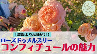 【バラ農場品種紹介】コンフィチュール【ローズドゥメルスリー】 [upl. by Wise]