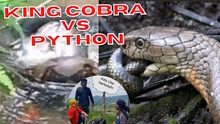 Seru  King Cobra vs Python  mana yang menang [upl. by Llenehs]