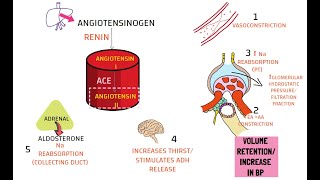 RENIN ANGIOTENSIN ALDOSTERONE SYSTEM [upl. by Airet]