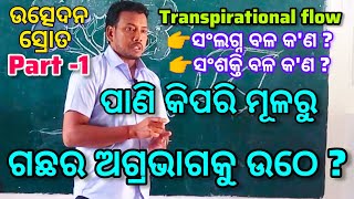 ଉଦ୍ଭିଦରେ ଜଳର ପରିବହନ କିପରି ହୁଏ Transpirational pull force Cohesive theoryTransportation in Plant [upl. by Yeniar]