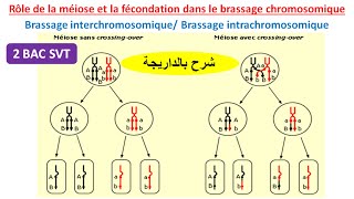 Rôle de la méiose et la fécondation dans le brassage chromosomique 2BAC SVT شرح بالداريجة [upl. by Vrablik]