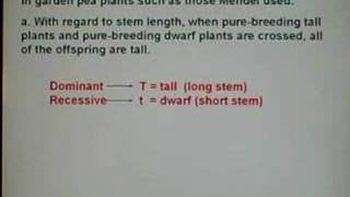 Genetics Dihybrid Cross 01 [upl. by Tonry558]