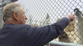 Prince Charles feeds a polar bear in Canada [upl. by Nevyar]