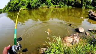 summer creek fishing i caught the ugliest fish in the creek [upl. by Albie]