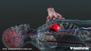 SPANISH RCP en acción  Una mirada en 3D dentro del cuerpo [upl. by Tivad235]