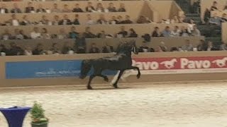 Markus 491 Hengstenkeuring 2017 Faderpaard Friesian horse [upl. by Audwin289]