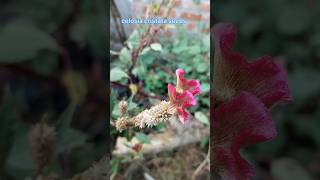 celosia cristata seeds flower seeds collectingcelosiacristataseeds gardeningplantingtrending [upl. by Ffej627]