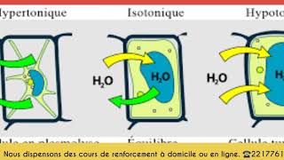 Svt1ierecorrectiondunexerciceechange cellulaire [upl. by Efren]