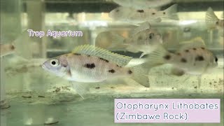 Otopharynx Lithobates Zimbawe rock Natural Coloured [upl. by Pejsach]