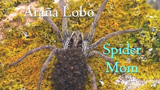 SPIDER MOM  Araña Lobo [upl. by Imrots435]