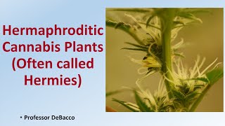 Hermaphroditic Cannabis Plants Often called Hermies [upl. by Farrel]