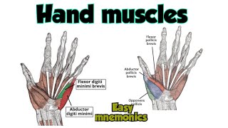 Hand Muscles Anatomy  Thenar Muscles  Hypothenar Muscles [upl. by Iteerp]