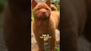 The rarest dog breed  Hmong bobtail shorts dog rare [upl. by Lokcin]