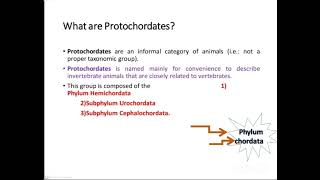 Chordates Protochordates Hemichordates [upl. by Jud994]