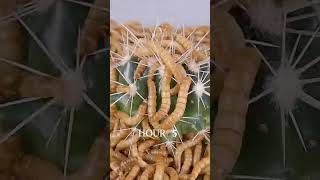 Mealworms vs SPIKY CACTUS [upl. by Winifred448]