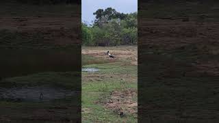 Rare BlackNecked Stork A Funny Moment in the Wild [upl. by Terrijo]