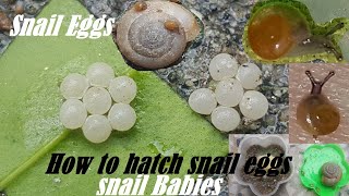 Snail Eggs Hatching  How to hatch snail eggs  Snail Eggs And Babies [upl. by Ednutey345]