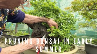 Pruning Bonsai In Early Summer [upl. by Eirrod]