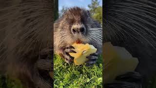 Close up View of a Coypu Eating an Apple [upl. by Elatsyrk]