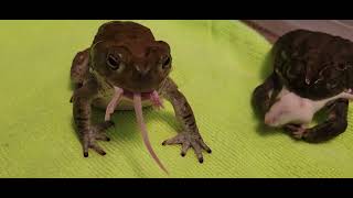 Bufo Alvarius  Sacred Toad  Live Feeding [upl. by Mw]