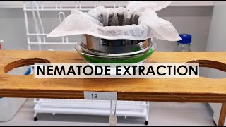 NEMATODE EXTRACTION BAERMANN FUNNEL METHOD [upl. by Andryc227]