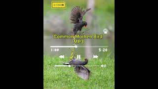 নতুন ডুংকোর পাখির ডাক ফ্রেশ 2024  Common Moorhen Bird CallSuara Burung Mandar Batu Memanggil [upl. by Nirrac]