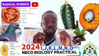 2024 NECO BIOLOGY PRACTICALS questions and answers tutorial [upl. by Edivad951]