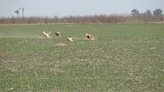 galgos de campo galgos y liebres [upl. by Hazeghi]