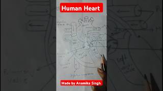 How to draw human heart easily human heart design viral drawing draw unnaocity viralshort [upl. by Ireg]