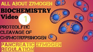 Biochemistry 1 Zymogen Proteolytic cleavage of Chymotrypsinogen  Pancreatic Zymogen Regulation [upl. by Thorsten234]