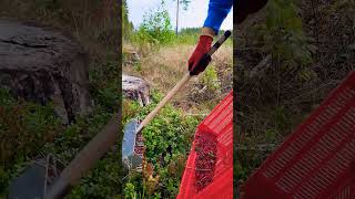 lingonberry berrypicking fruitpicking farming berryfarm wildberries cranberry harvesting [upl. by Gillett]