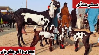 Bakra Mandi sahiwal mein bahut khubsurat bacchon wali bakriyan a plus quality Zafar Bakra TV [upl. by Cariotta]