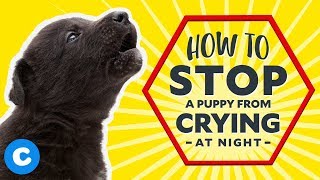 How to Stop a Puppy From Crying at Night [upl. by Yearwood]