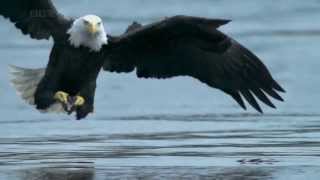 AQUILA VS SALMONE  BALD EAGLE VS SALMON HD [upl. by Ennaegroeg]