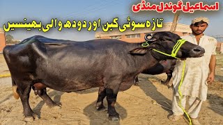 Ismail Gondal Maweshi Mandi 1st and 2nd timer high breed buffaloes for sale  Eishan official [upl. by Yecal102]