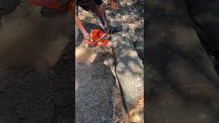 Husqvarna 395xp cutting up small oak wood husqvarna395xp chainsaw [upl. by Notelrahc]