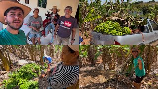 BORA PRA COLHEITA DE BANANAS COM ELAS  QUANTO RENDEU [upl. by Nirrat]