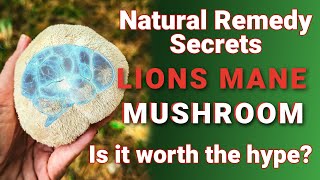 Does Lions Mane really boost BRAIN activity [upl. by Ahsinaw]