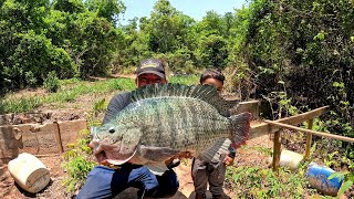 Tilápias de 7 kilos Pescaria de gigantes do rio Peixes Grandes habitam neste lugar [upl. by Waechter]