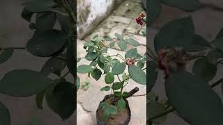 Rose plant grow rose trending gardening garden plants ytshorts husnayaseenvlog [upl. by Peatroy]