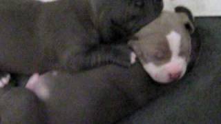 Blue nose pit bull puppies 4 sale [upl. by Aikenahs]